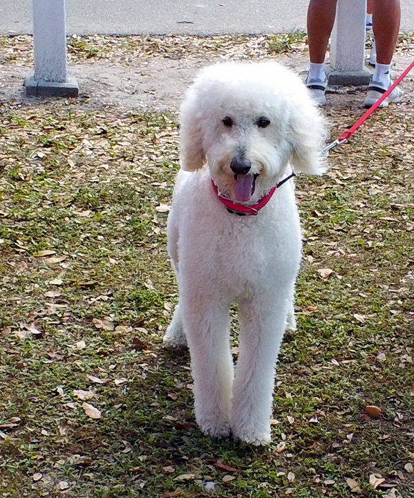 DSC00627 PickleBall Naples